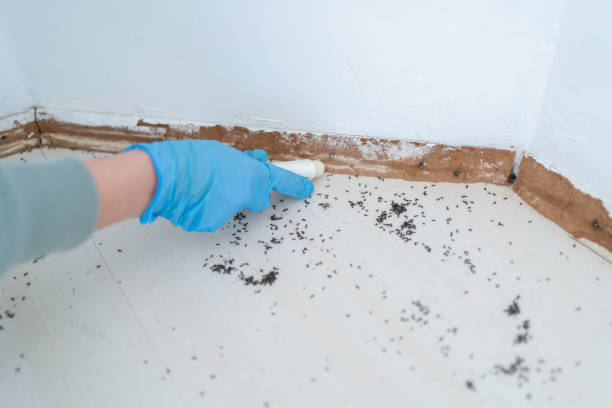 Best Cockroach Control Services  in Lauderdale, MN